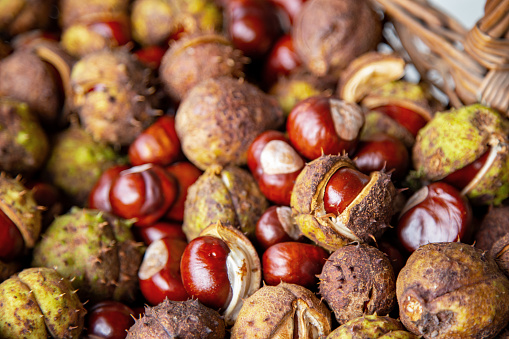 Close-up of freshly picked chestnuts in a wicker basket along with leaves and hedgehogs.