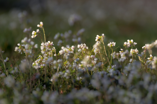 white herb garden flower