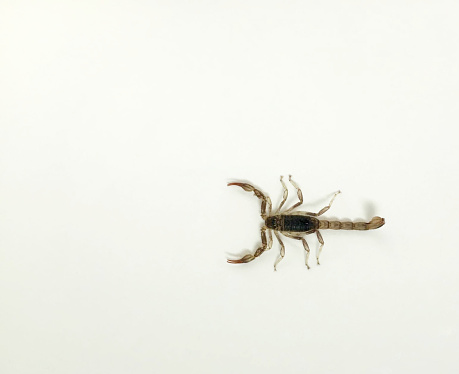 Scorpion, on a white wall, seen from above. It is an invertebrate arthropod animal that belongs to the order Scorpiones and falls into the class of arachnids.