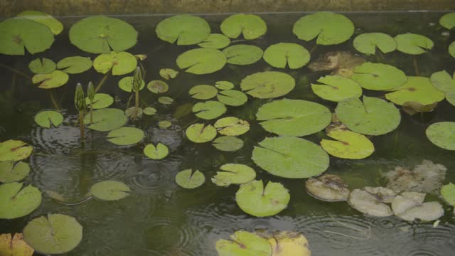 water lily, lotus flower (Nymphaeaceae) in an artificial pond, lotus flower leaves wet by a soft rain, koi carp pond