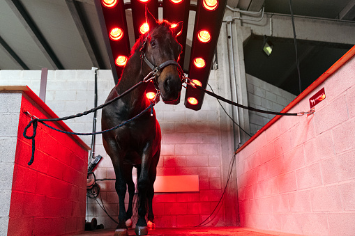A horse faces the camera while infrared lamps provide a therapeutic heat treatment, aiding in muscle recovery and pain reduction.