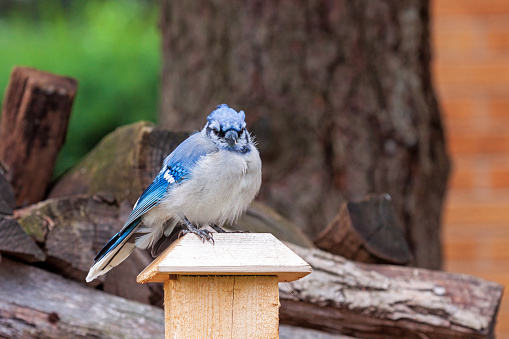 A bluejay sits on top of a fence post looking straight into the camera.
