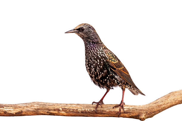 istock A Starling Standing Upright on a Branch 1970160290