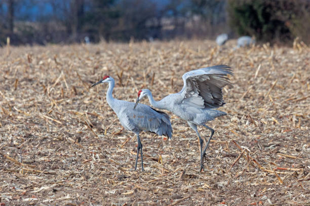 istock Sandhill Cranes Dance in a Cornfield 1970161332