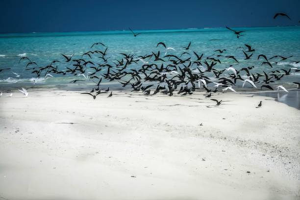 istock Flock of Birds - Maldive 1970168061