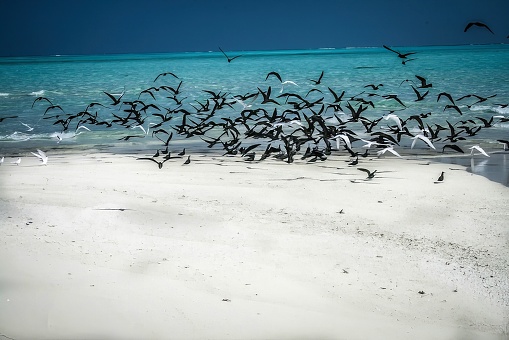 This photo shows a flock of seagulls flying over a beach. The seagulls are silhouetted against a bright orange sky, which is the result of the setting sun.