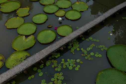 Water lily leaves at pond ind Florida