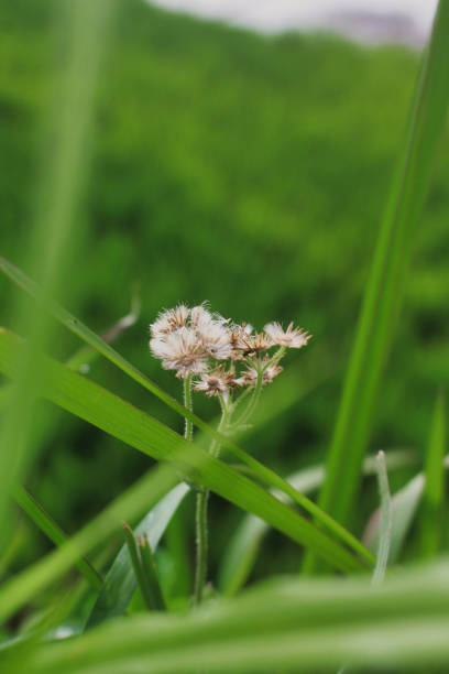 background of small wild grasses