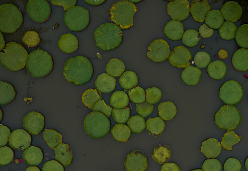 Landscaped garden pond with two magic big bright pink water lily or lotus flower Perry's Orange Sunset. Flower landscape for nature wallpaper with copy space. Selective focus