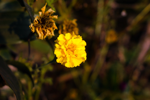 yellow cosmos flower