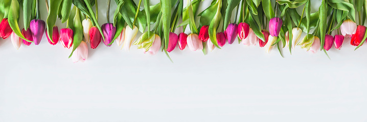 Frame of red, pink and white tulips on a white background;