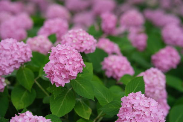 istock many pink hydrangea macrophylla flowers 1970219489