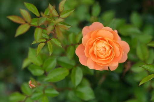 Horizontal high angle closeup extreme closeup photo of green leaves, rosebuds and an opening pastel pink toned rose flower growing on a bush in an organic garden in Spring. Armidale, New England high country, NSW. Soft focus background.