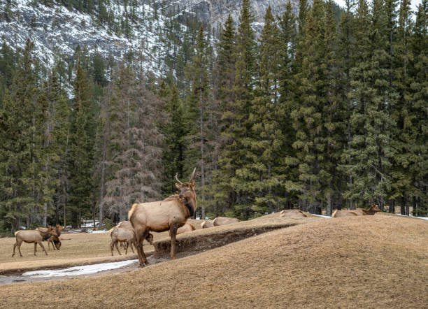 istock Elk (Cervus canadensis) in Banff National Park 1970229266