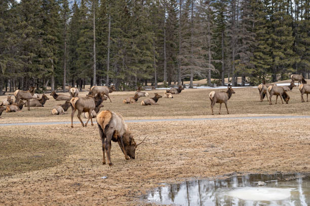 Elk (Cervus canadensis) grazing on grass at a golf course in Banff National Park, Canada