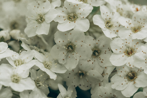 arrow flower (Achillea millefolium) bloom in the field spring summer time