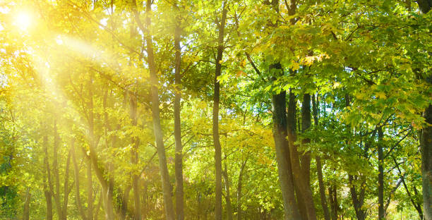 istock Autumn maple forest in bright sunlight. Wide photo. 1970235093