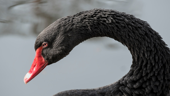 Black swan neck detail