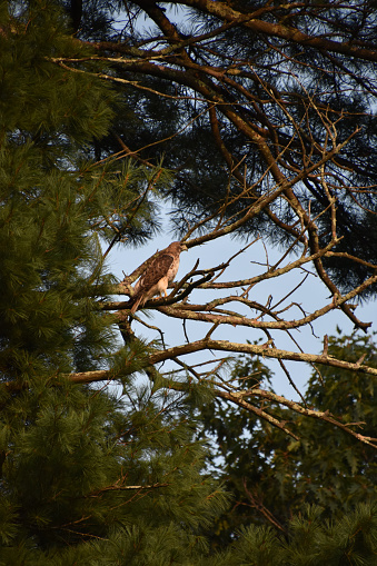 Beautiful falcon bird surrounded by pine boughs in the top of a tree.
