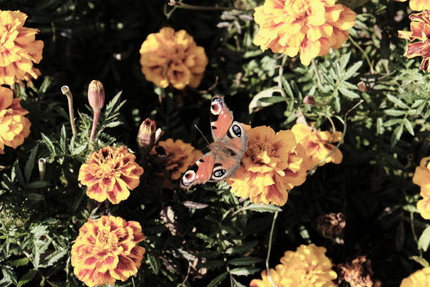 A peacock butterfly gracefully rests on a blooming marigold.