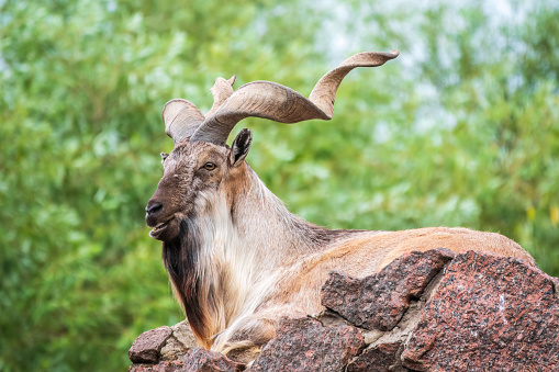 Close-up portrait of Markhor, Capra falconeri, wild goat native to Central Asia, Karakoram and the Himalayas. Males have tightly curled, corkscrew-like horns, up to 160 cm long