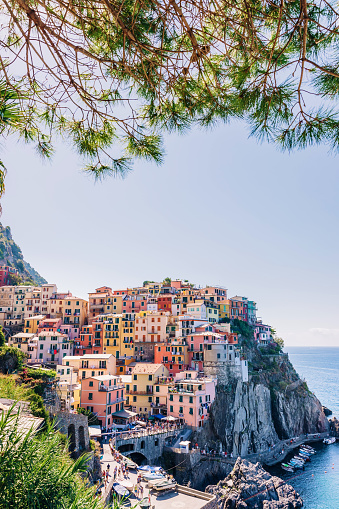 small town on a rocky shore of the ocean and coniferous tree branches in the foreground. cinque terre, Italy.