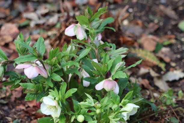 Mottisfont Pink flowers blooming in the garden mottisfont stock pictures, royalty-free photos & images