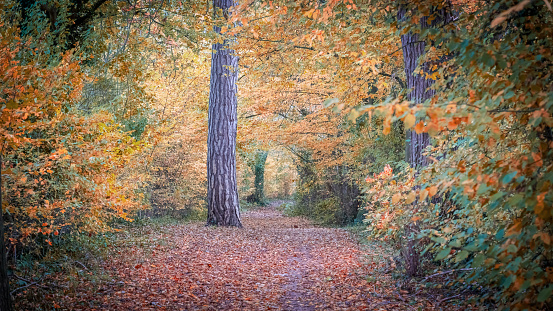 A picturesque leaf-covered pathway enclosed by a lush forest and scattered foliage