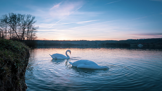 Two graceful swans gracefully glide alongside a serene water bank during dusk