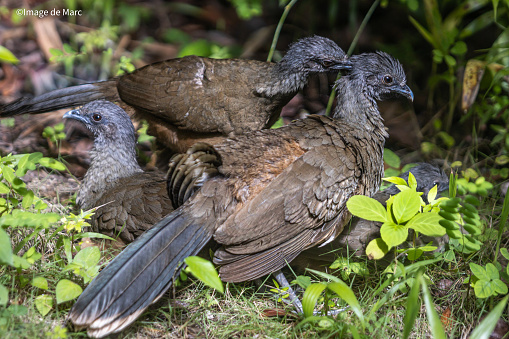 Plain Chachalaca in the wild at the tropical forest of Tikal National Park in Guatemala.