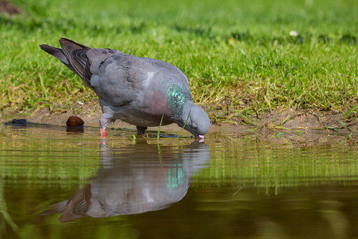 Stock dove (Columba oenas) drinking at a water hole in the Netherlands