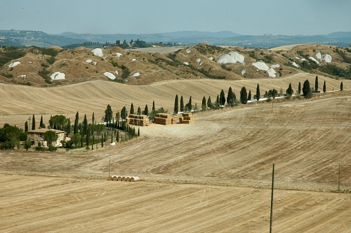 Coltivazione di grano sulle colline  di Asciano