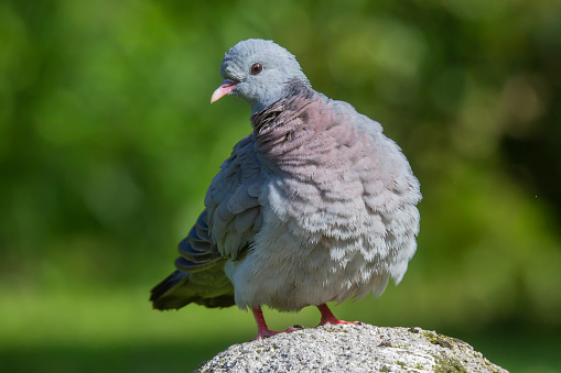 Stock dove (Columba oenas) sitting at a rock in the Netherlands