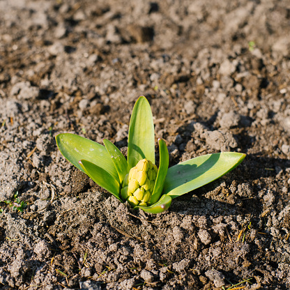 Hyacinth flower comes out of the ground in spring in the garden