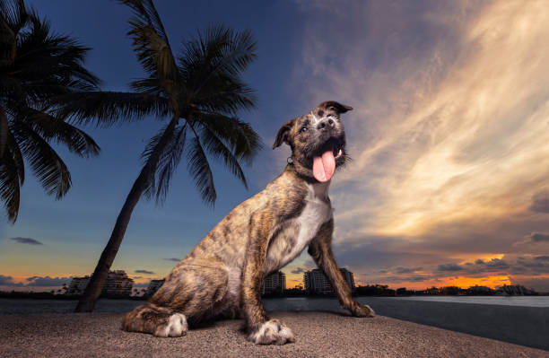A majestic Border Collie dog on a sandy beach during a stunning sunset.