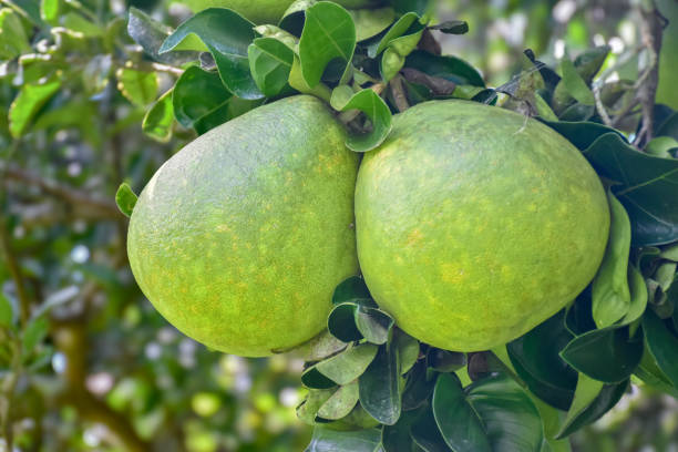 istock Pomelo Fruits 1970313946