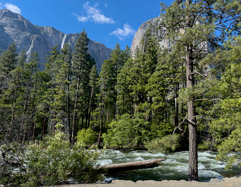 Merced River Rushes Through The Trees Of The Valley In Yosemite National Park