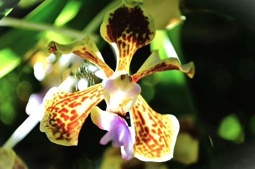 In the garden, the flowers of the exotic Vanda insignia orchid in the late afternoon