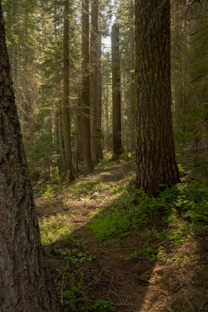 istock Rough Trail Winds through Forests Toward Deer Camp Road 1970325652
