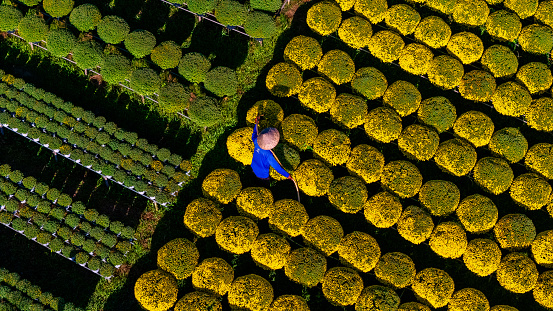 Aerial view of Cho Lach flower garden in Ben Tre, Vietnam. It's famous in Mekong Delta, preparing transport flowers to the market for sale in Tet holiday. The gardens are tourist destination