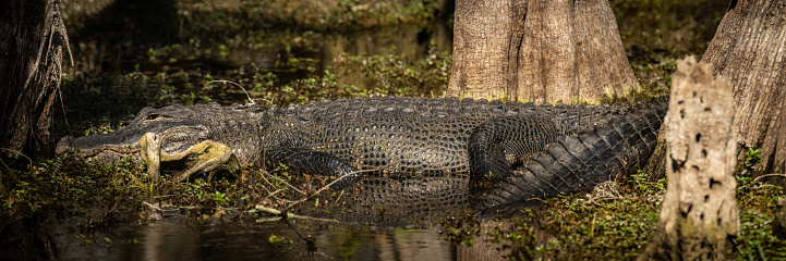 Sleepy Alligator Panorama in Swamp in the Everglades