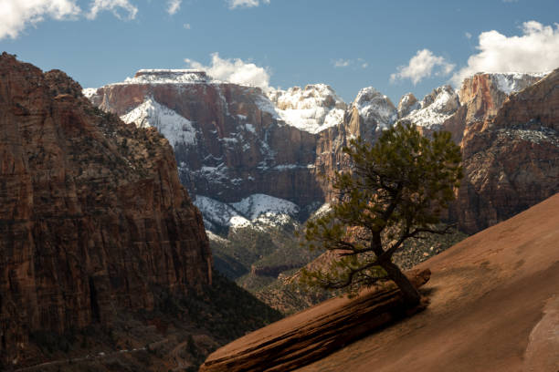 istock Small Tree Grows From The Sandstone Rocks At Canyon Overlook In Zion 1970329891
