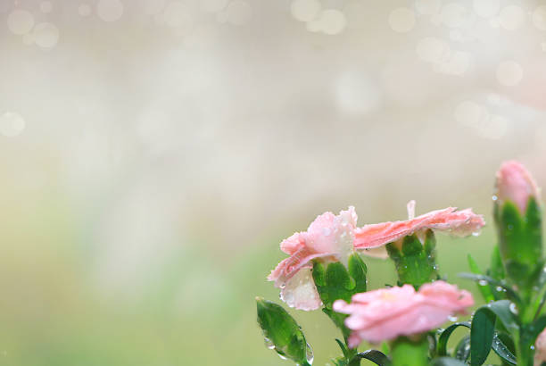 Abstract floral background with blurred background with bokeh.Delicate carnation flowers with dew drops after rain in the spring garden.The concept of the arrival of spring,floral card,template for design,selective focus