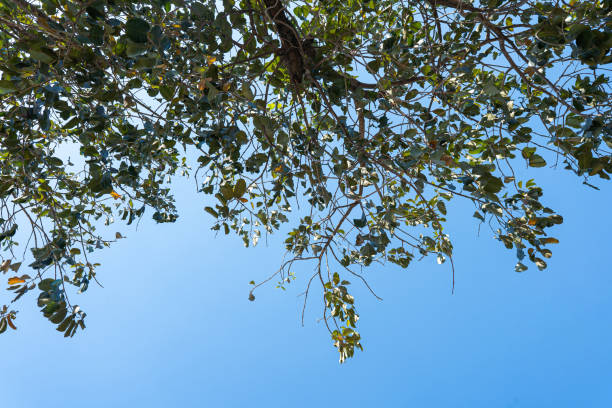 istock Tree branches gracefully reaching towards the blue sky in a vibrant natural landscape, capturing the beauty of leaves and foliage during a sunny day 1970337836