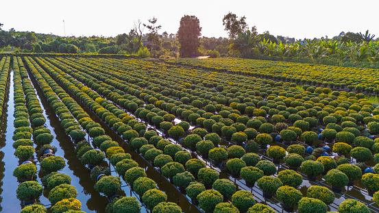 Aerial view of Sa Dec flower garden in Dong Thap province, Vietnam. It's famous in Mekong Delta, preparing transport flowers to the market for sale in Tet holiday. The gardens are tourist destination