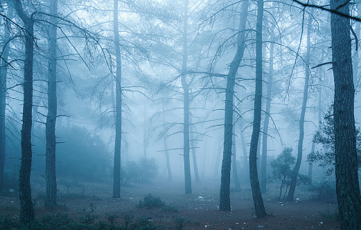 Foggy forest in the morning