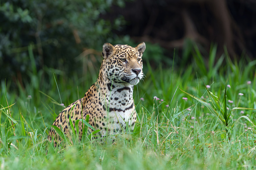 front-view of a running jaguar (Panthera onca)