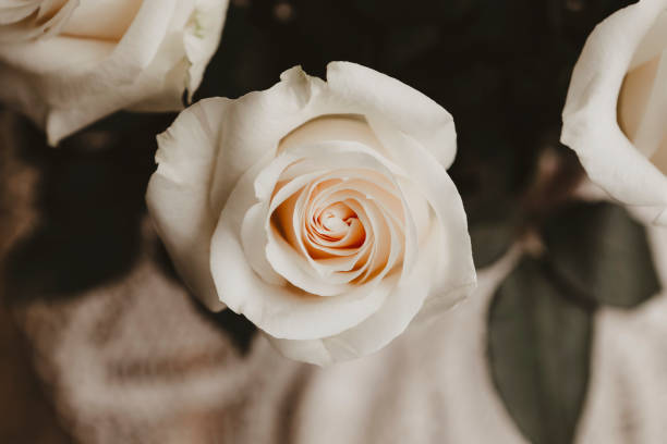 Free Stock Photo of Close Up View of a White Rose | Download Free ...