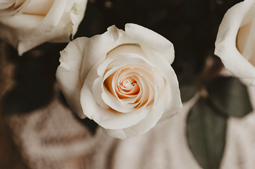 A close~up image of a beautiful, white rose.