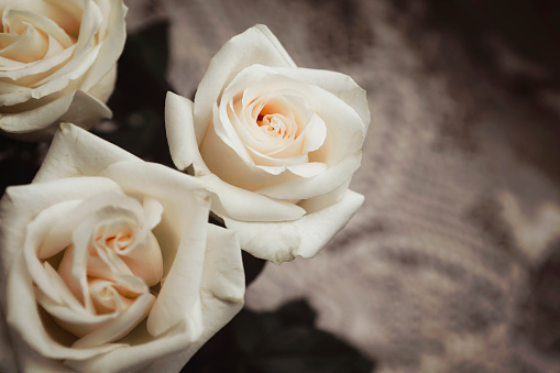 A close~up image of a beautiful bouquet of white roses